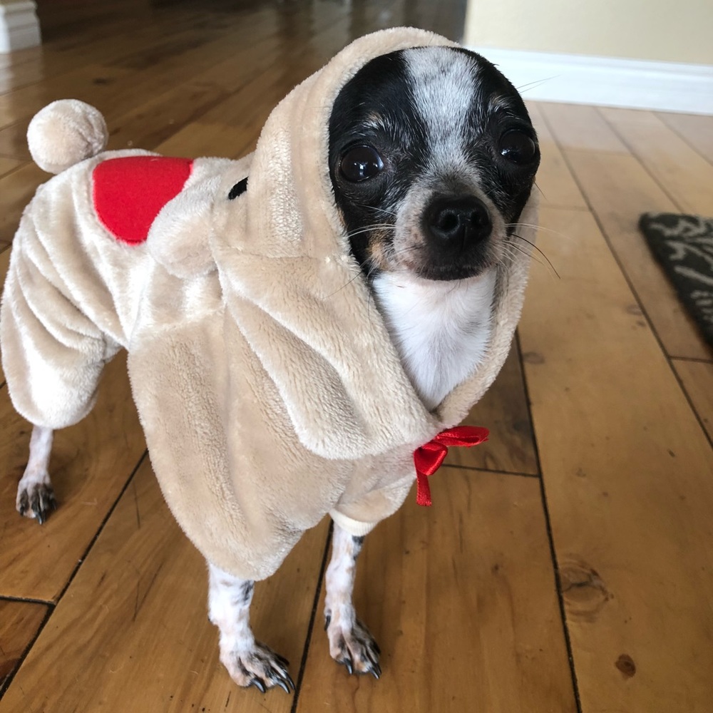 ISO DOG ITEMS